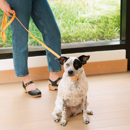 The Fritz Dog Leash | Leash wit Handle | Multi Dog Leash
