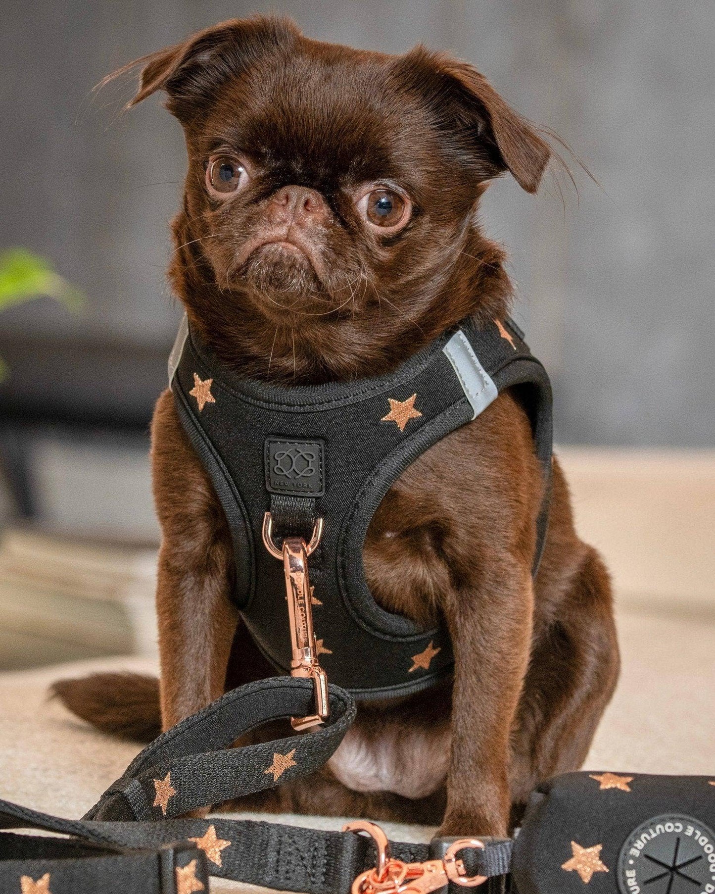 SoHo Dog Harness - Rockstar