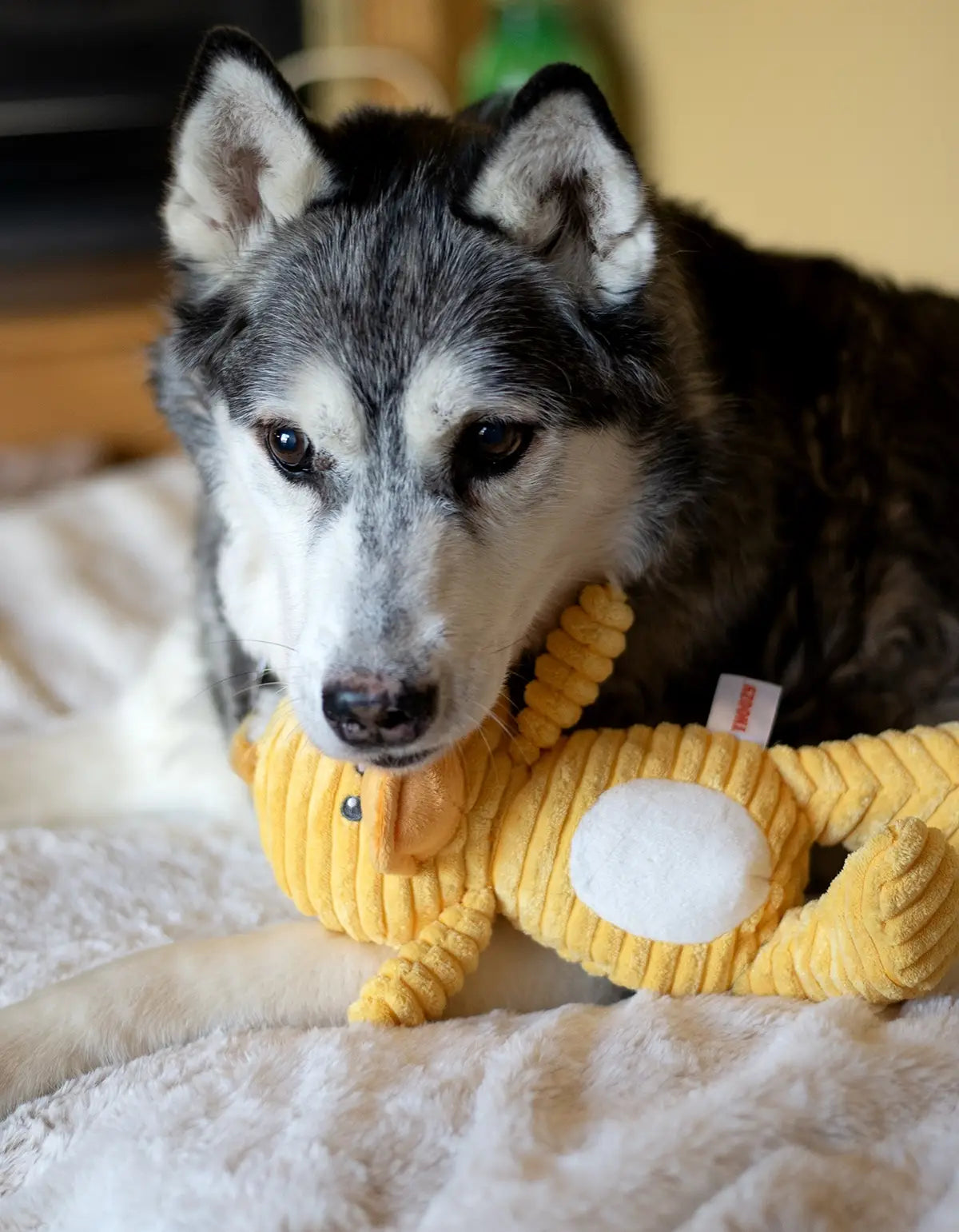 ThoozyPet Tuff & Cuddly Duck 12.5"