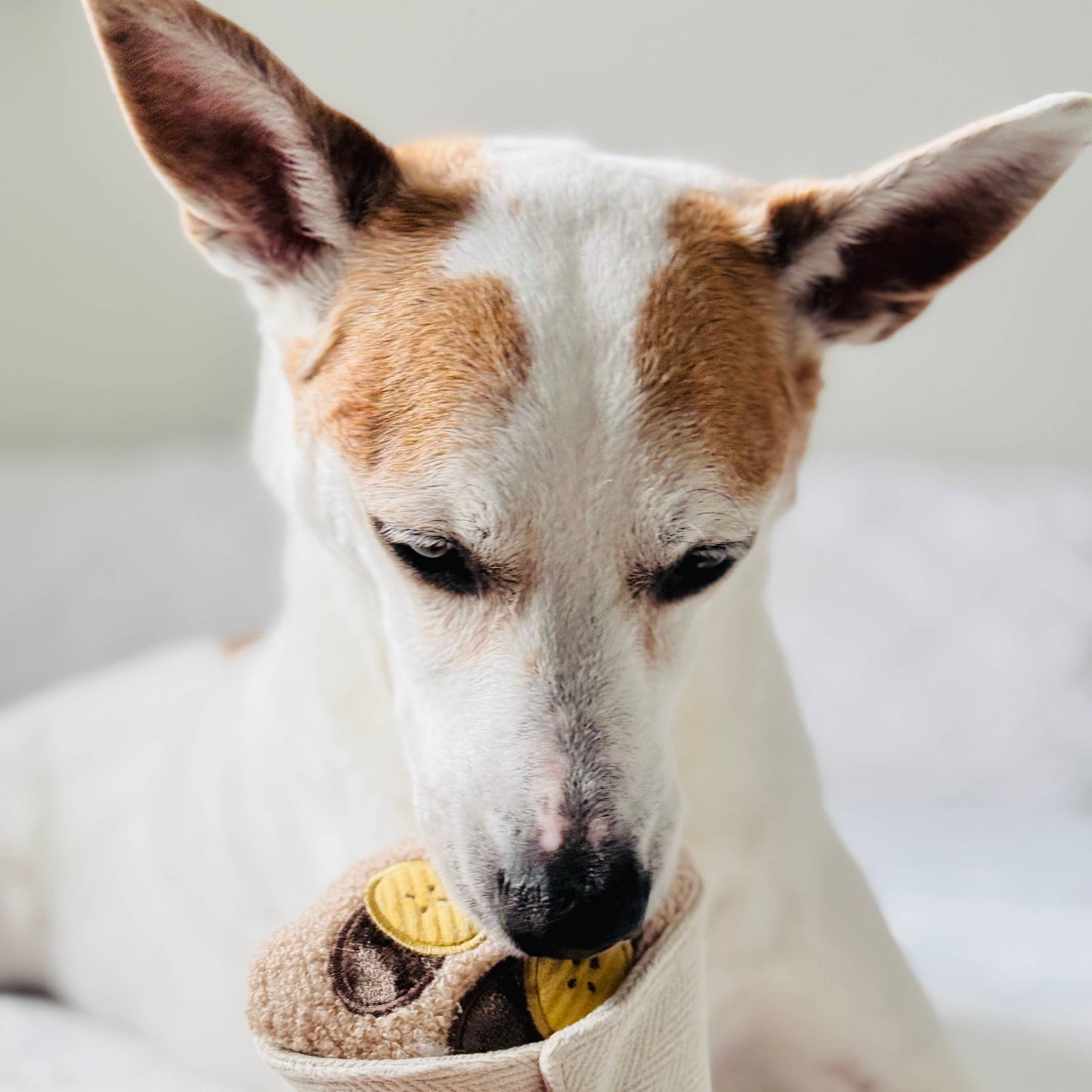 CREPE DOG TOY