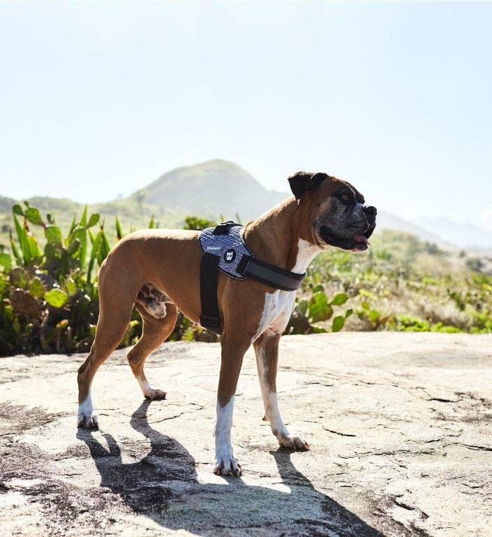 Urban | FlyHarness