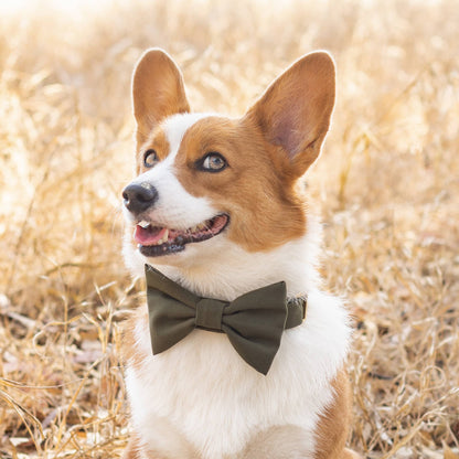 Olive Dog Collar