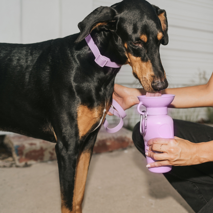 Dog Travel Water Bottle 22oz Classic (Mixed 12 Pack)