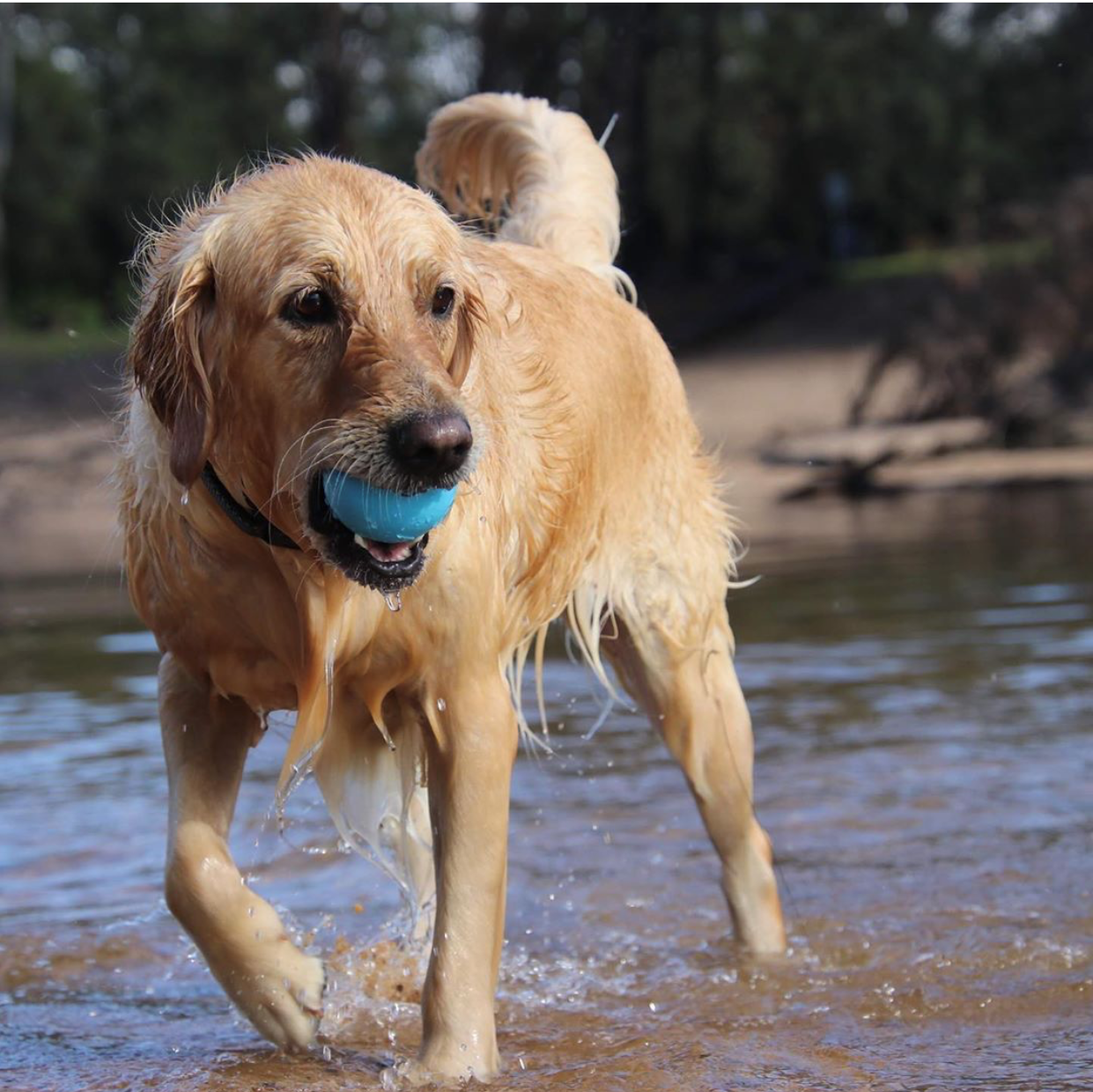 Wag Ball Durable Rubber Chew & Retrieving Toy