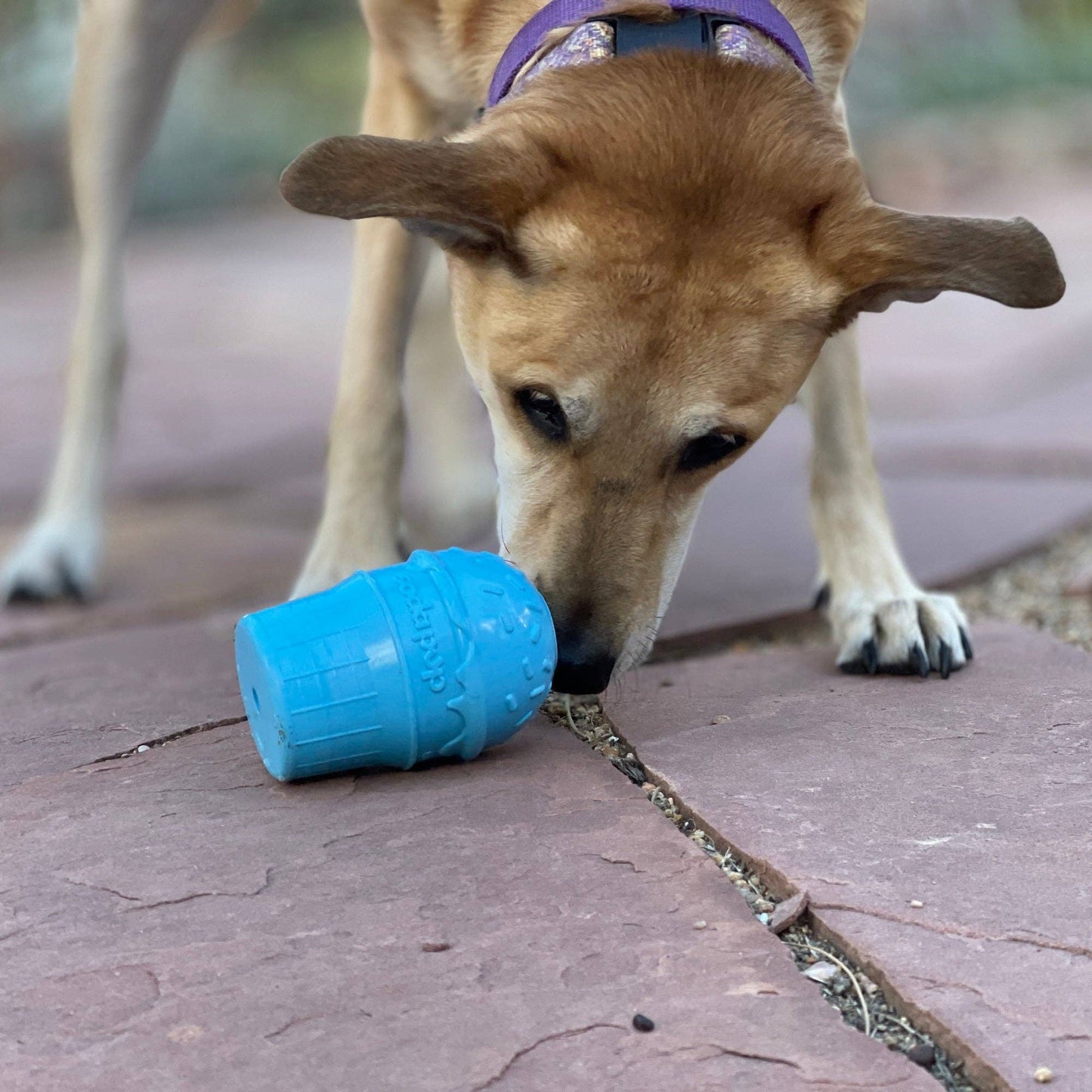 Ice Cream Cone Durable PUP-X Chew Toy and Treat Dispenser