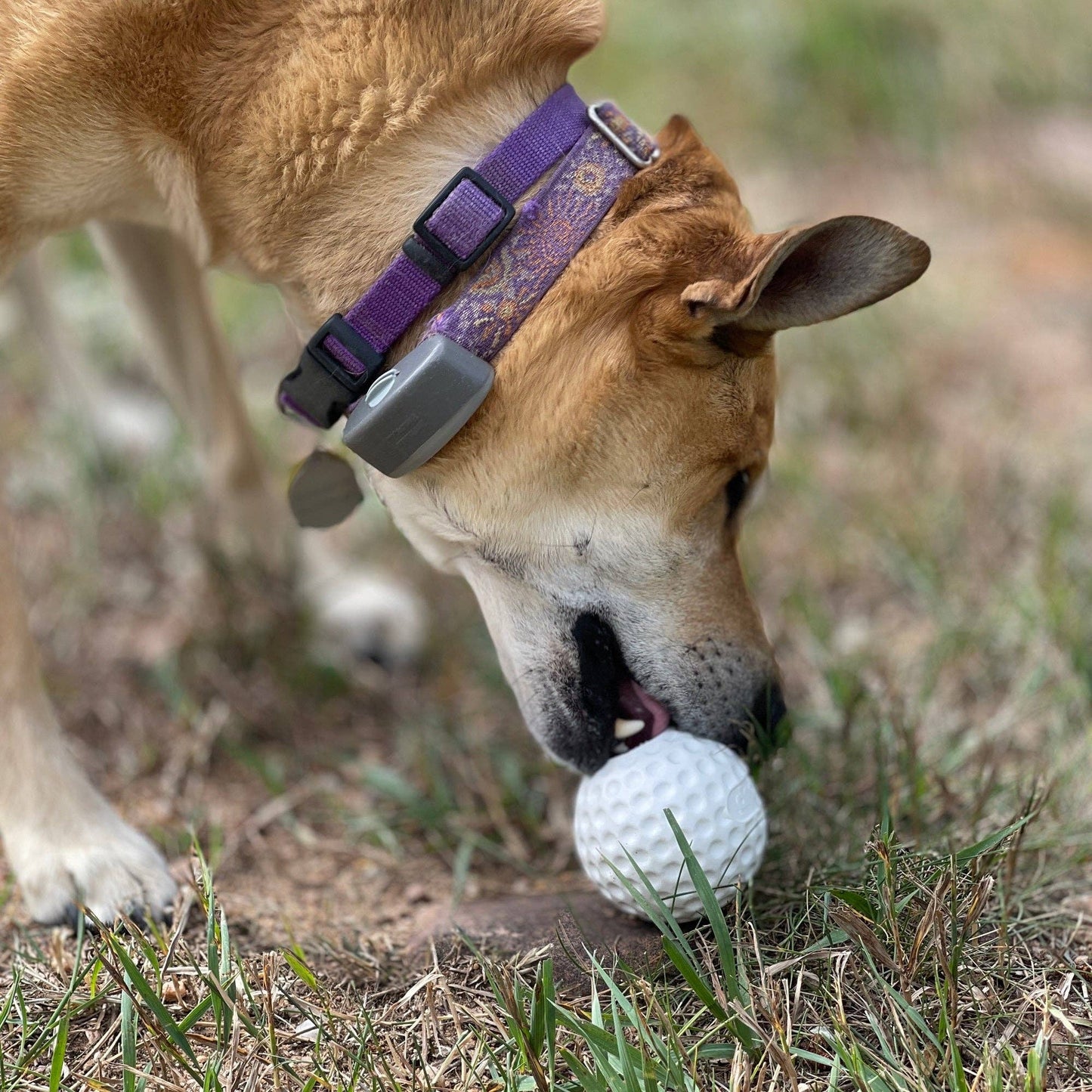 Golf Ball Rubber Treat Dispenser & Enrichment Toy