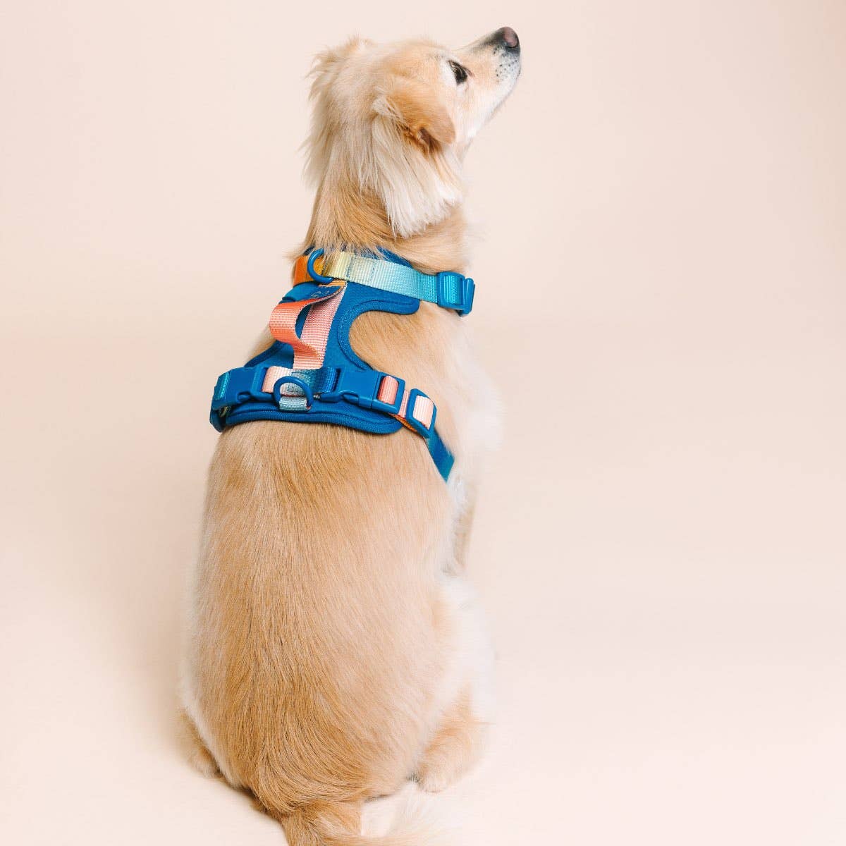 Atlas Dog Harness | Blue