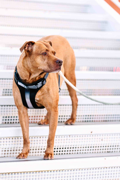 Rowan Dog Harness | Black