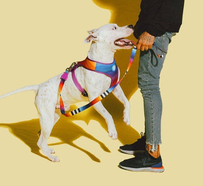 Prisma | Leash