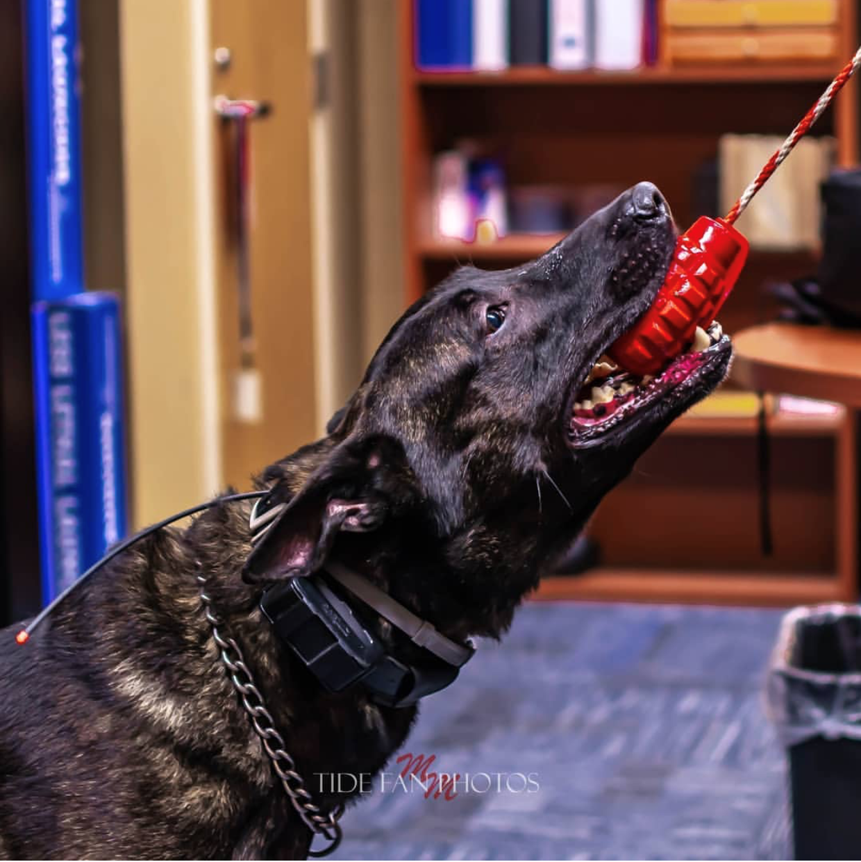 USA-K9 Grenade - Chew Toy - Reward Toy Red