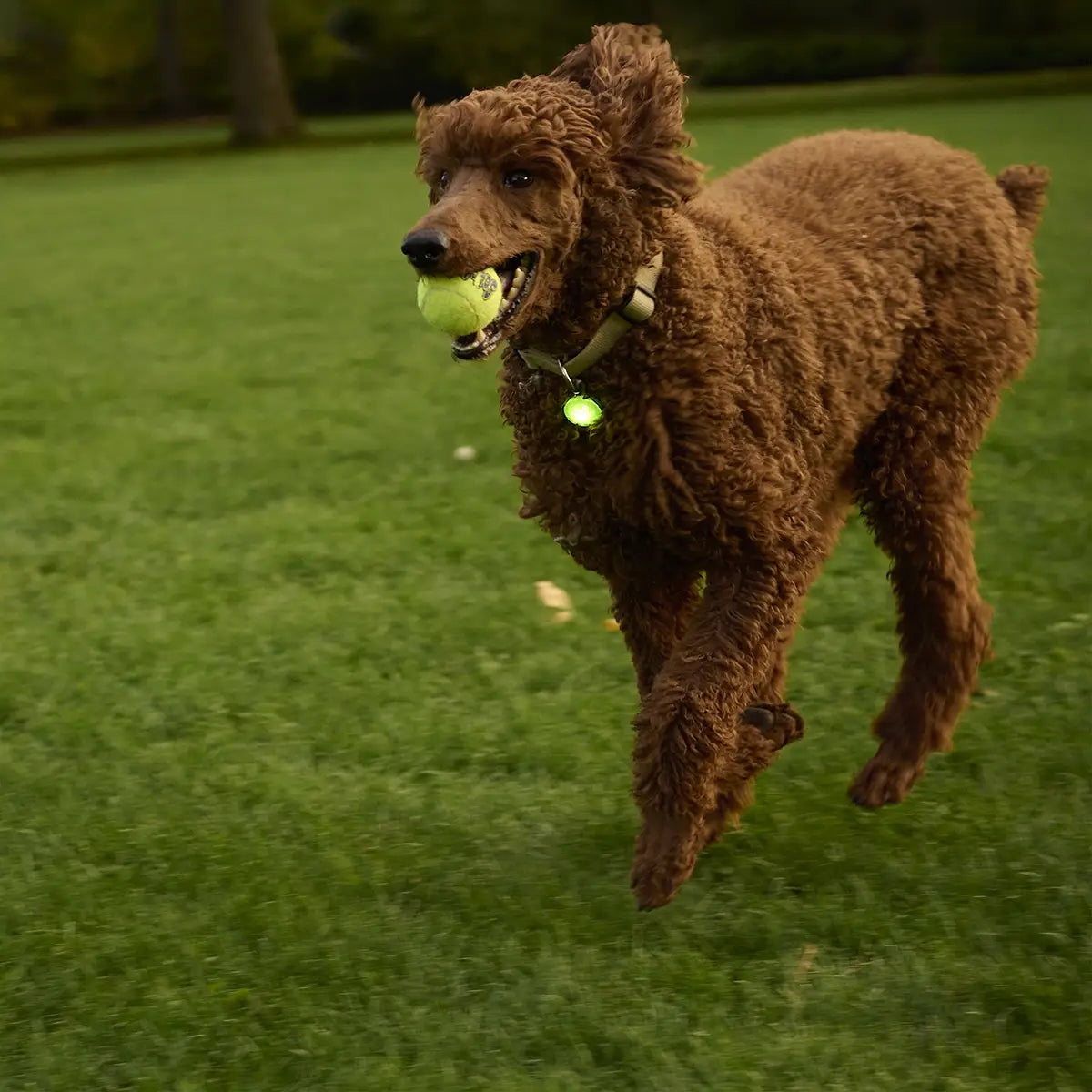 SpotLit® Rechargeable Collar Light - Green