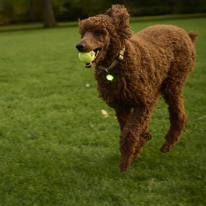 SpotLit® Rechargeable Collar Light - Green