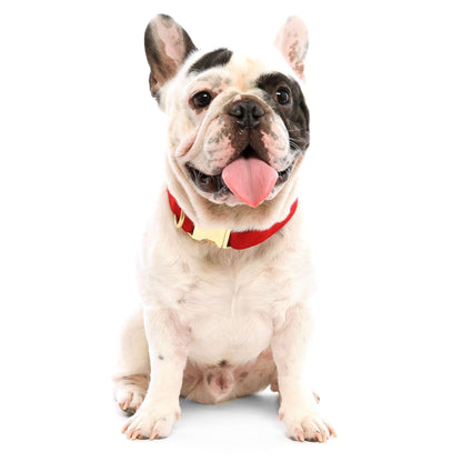Foggy Dog Cranberry Velvet Collar