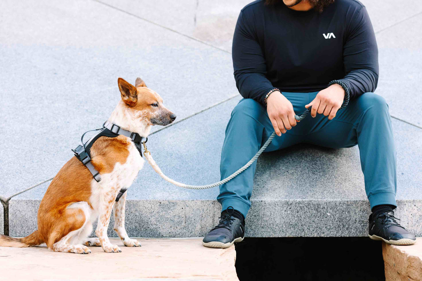 Rowan Dog Harness | Black