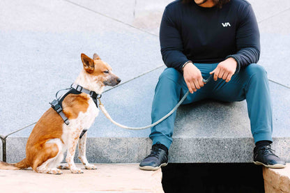 Rowan Dog Harness | Black