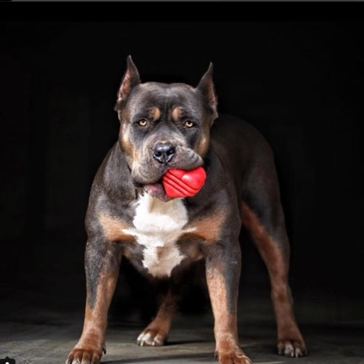 Heart on a String - Ultra-Durable Reward Ball