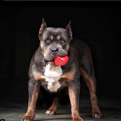 Heart on a String - Ultra-Durable Reward Ball