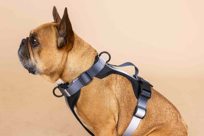 Rowan Dog Harness | Black
