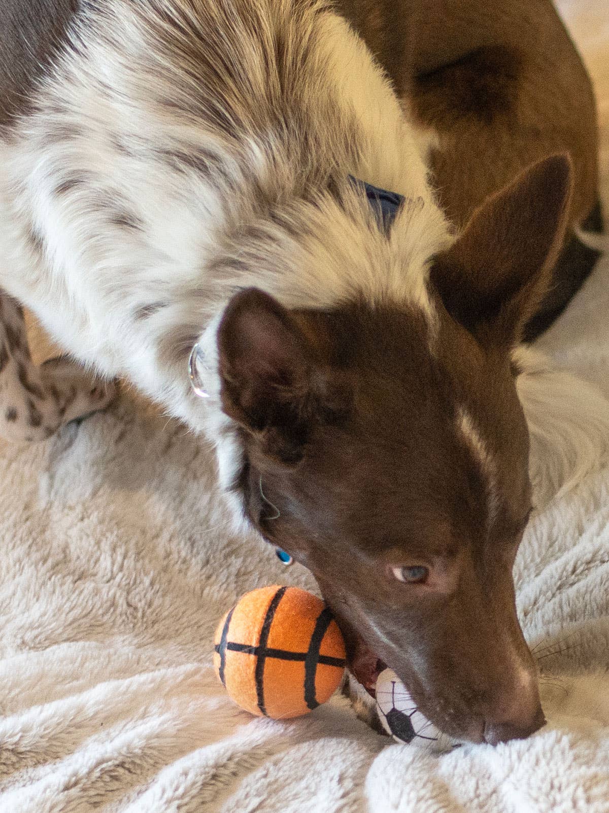 ThoozyPet Tennis Ball Asst Baseball/Basketball/Soccer