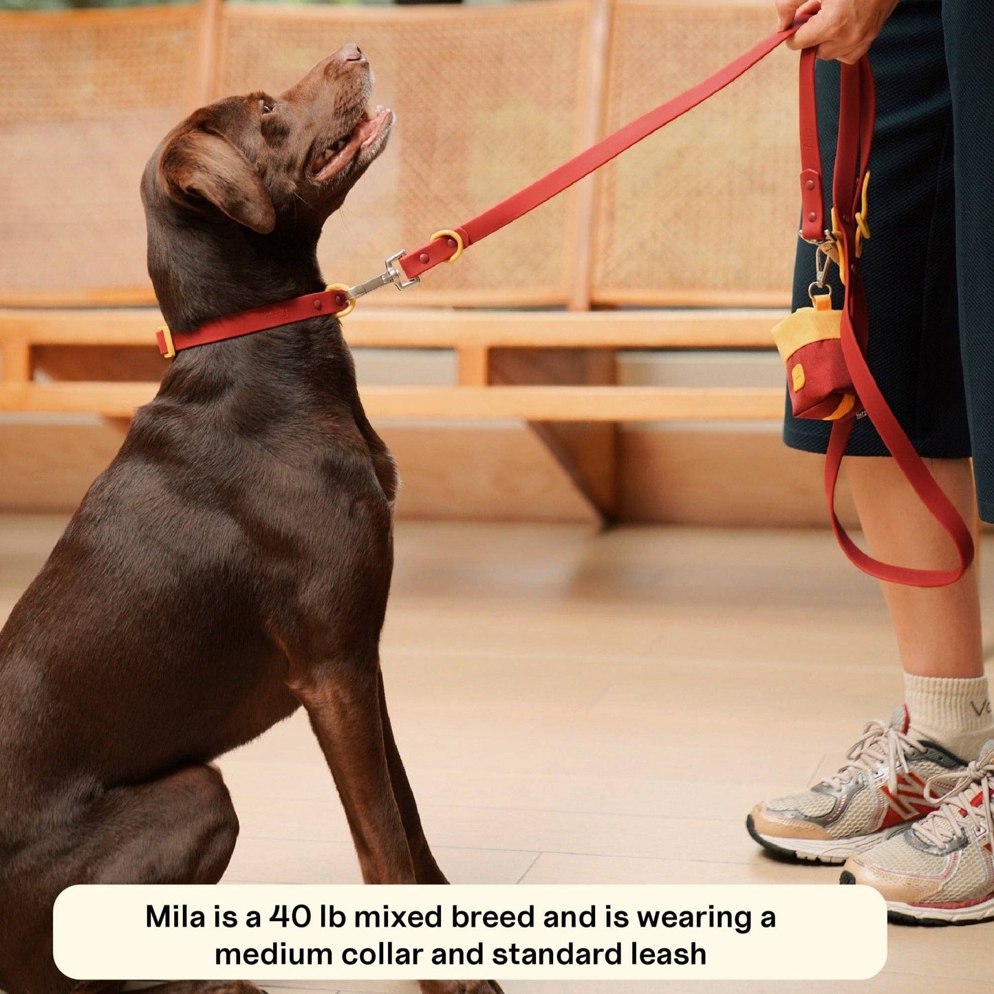 The Fritz Dog Collar 