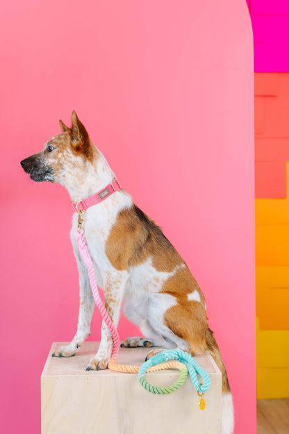 Halston Rope Dog Leash | Pastel