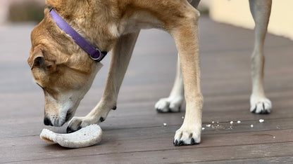 Potato Chip Nylon Chew & Enrichment Toy | SodaPup