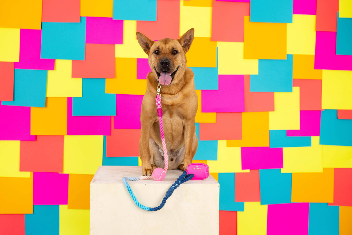 Maddox Rope Dog Leash | Pink Blue