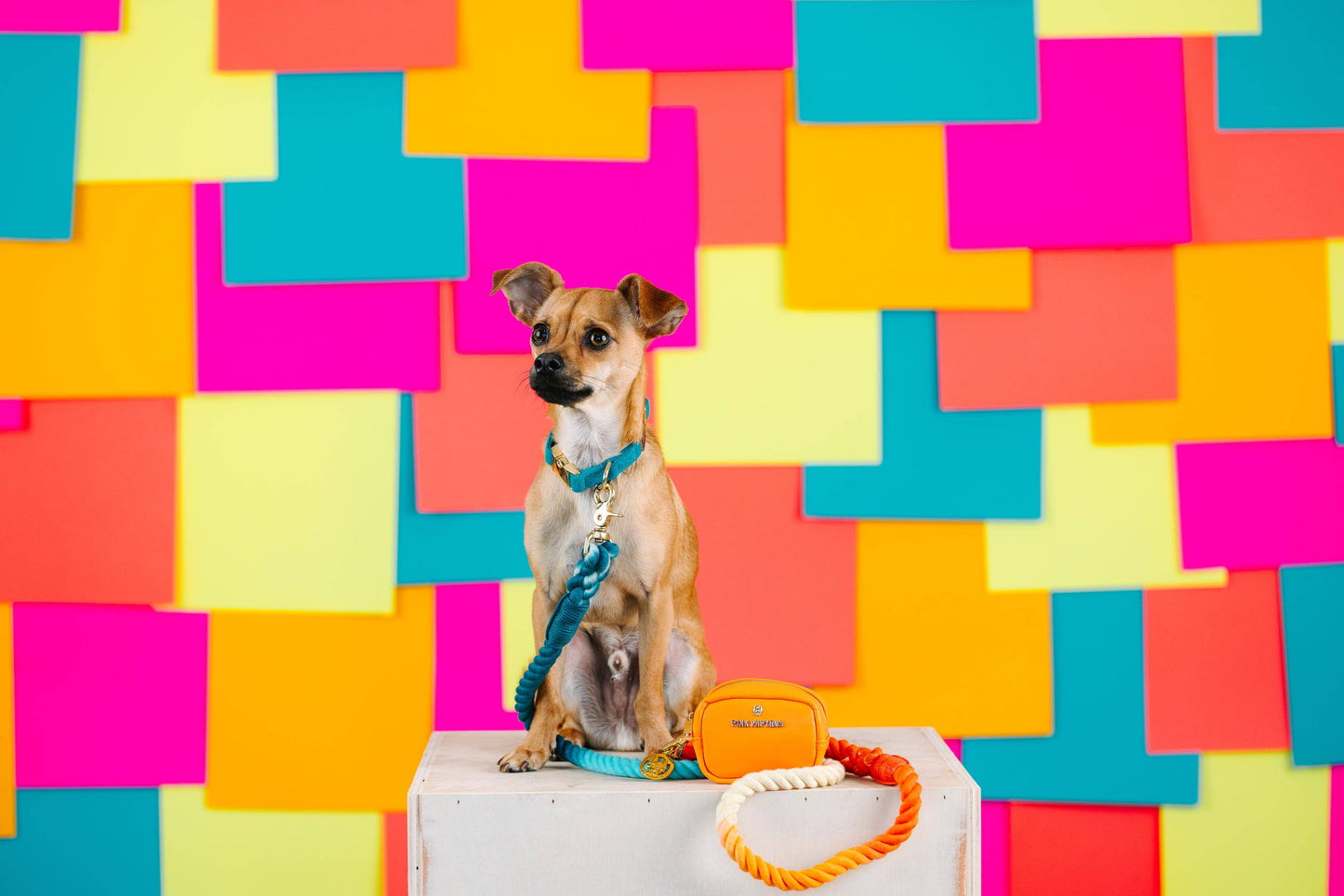 Beau Rope Dog Leash | Blue Orange