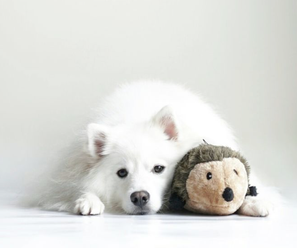 Hedgehog - Large - Dog Toy