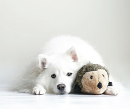 Hedgehog - Small - Dog Toy