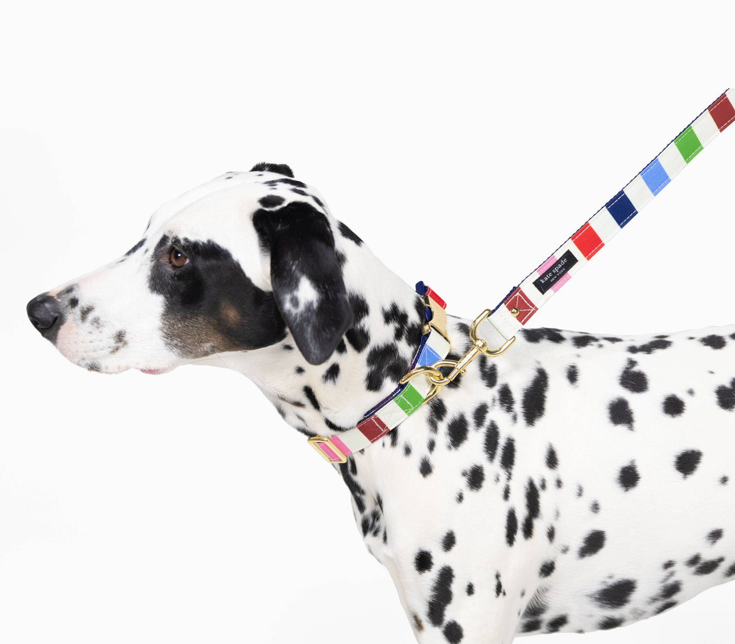 Kate Spade Large Dog Collar, Adventure Stripe