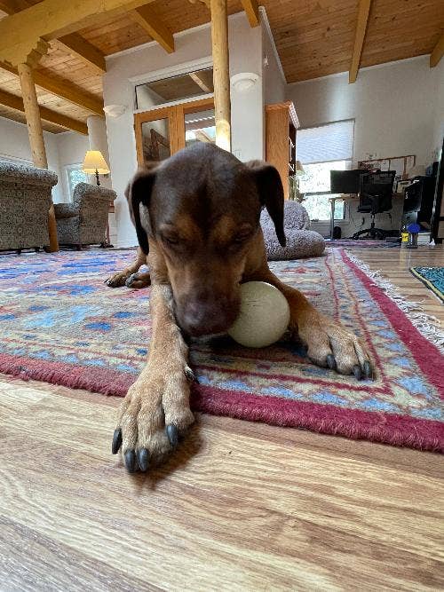 4" PUP-X Glow Ball Treat Dispenser - Glow in the Dark