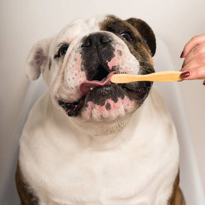 Bamboo Toothbrush