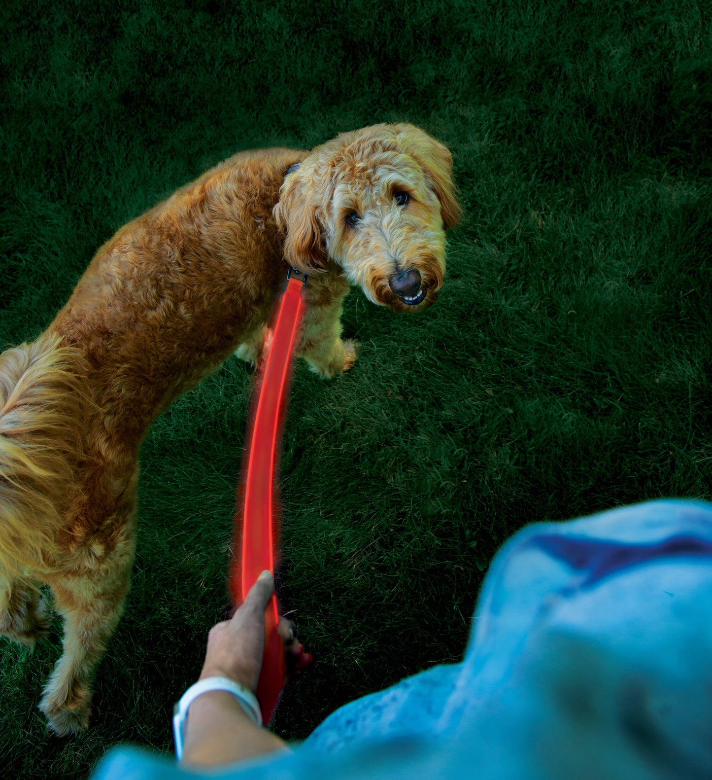 Nite Ize Rechargeable LED Leash Red