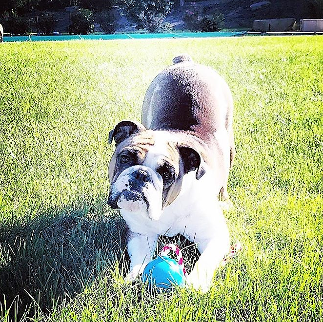 USA-K9 Cherry Bomb - Chew Toy - Reward Toy