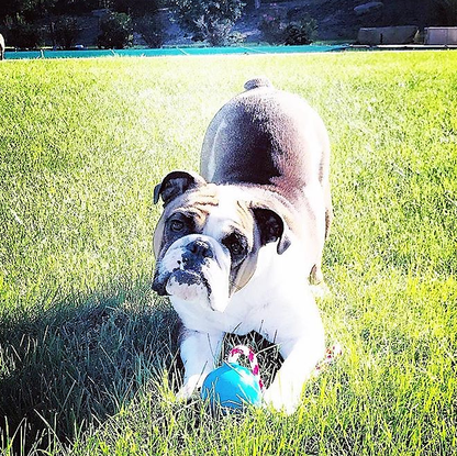 USA-K9 Cherry Bomb - Chew Toy - Reward Toy