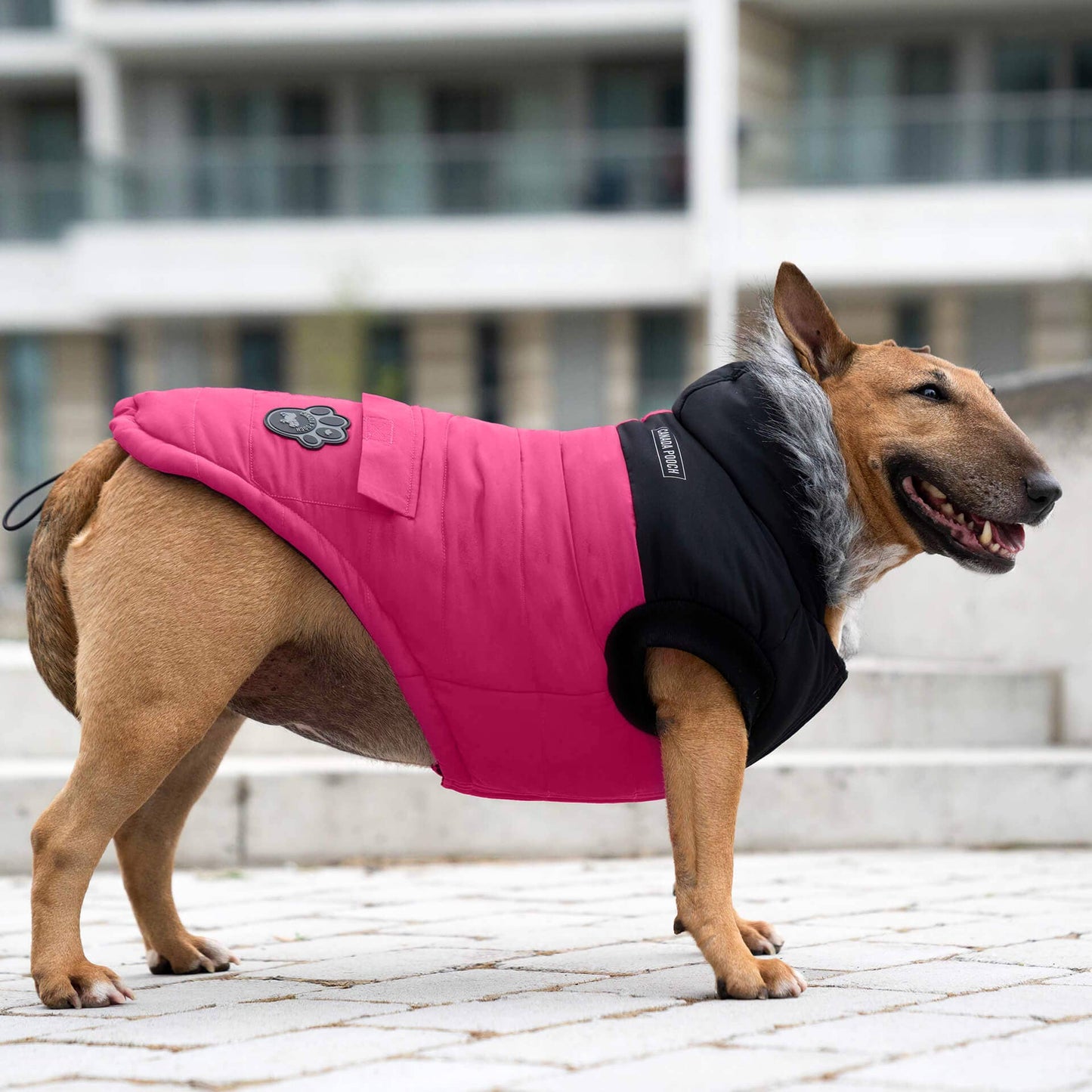True North Dog Parka