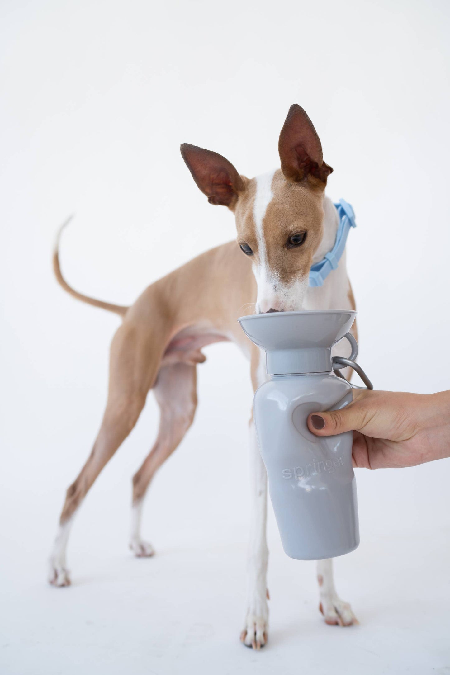 Dog Travel Water Bottle 22oz Classic (Mixed 12 Pack)