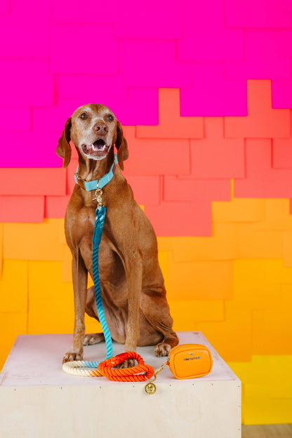 Beau Rope Dog Leash | Blue Orange